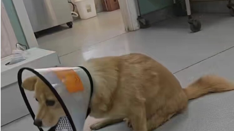 瘫痪犬脊椎手术