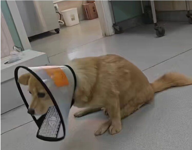 汉堡术前拖着后腿走路