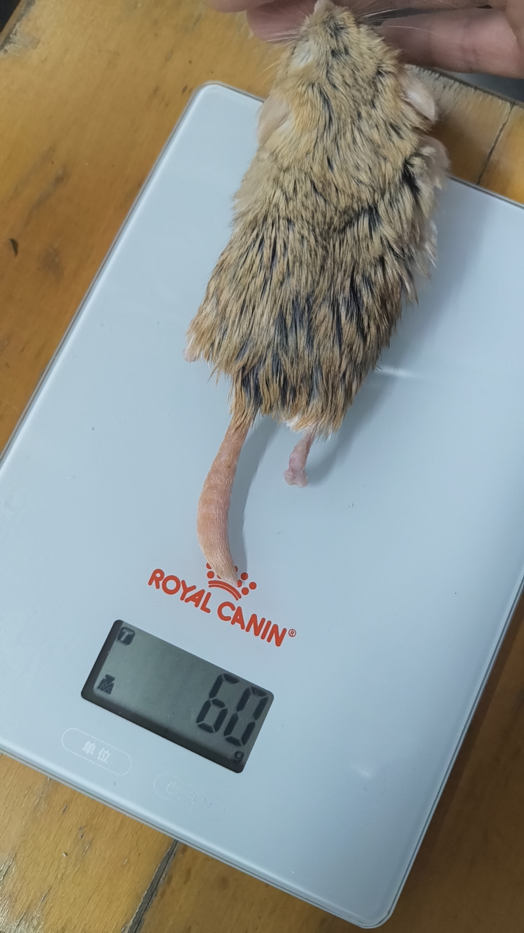 沙鼠称重61克