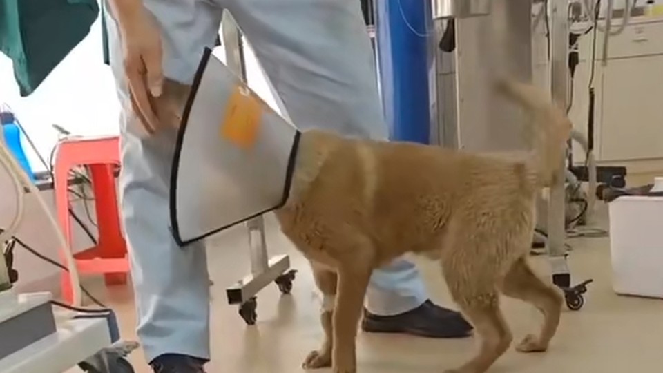 土松犬酸奶术后康复站立