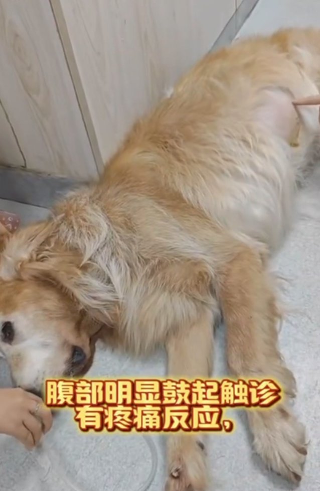 辛巴腹部明显鼓起