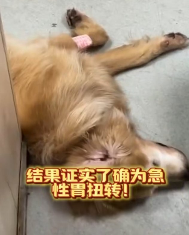 确诊为急性胃扭转