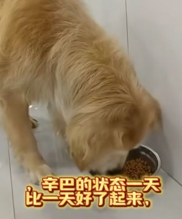 辛巴恢复自主进食