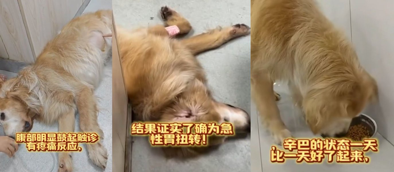 辛巴急性胃扭转从入院到康复的完整记录