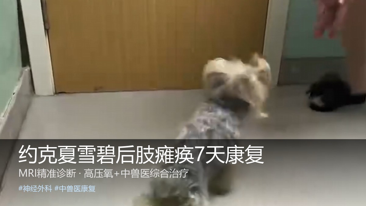 约克夏雪碧高压氧舱康复治疗
