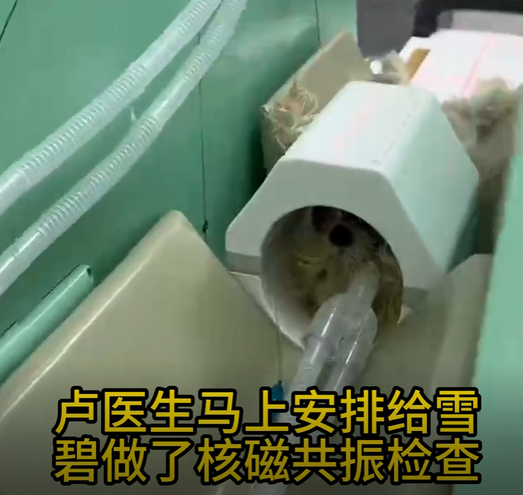 雪碧进行核磁共振检查