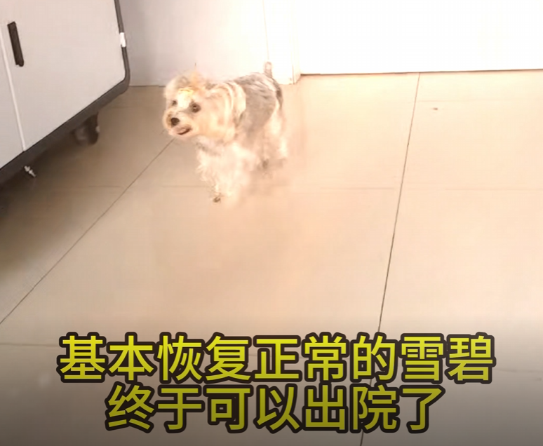 雪碧恢复正常行走